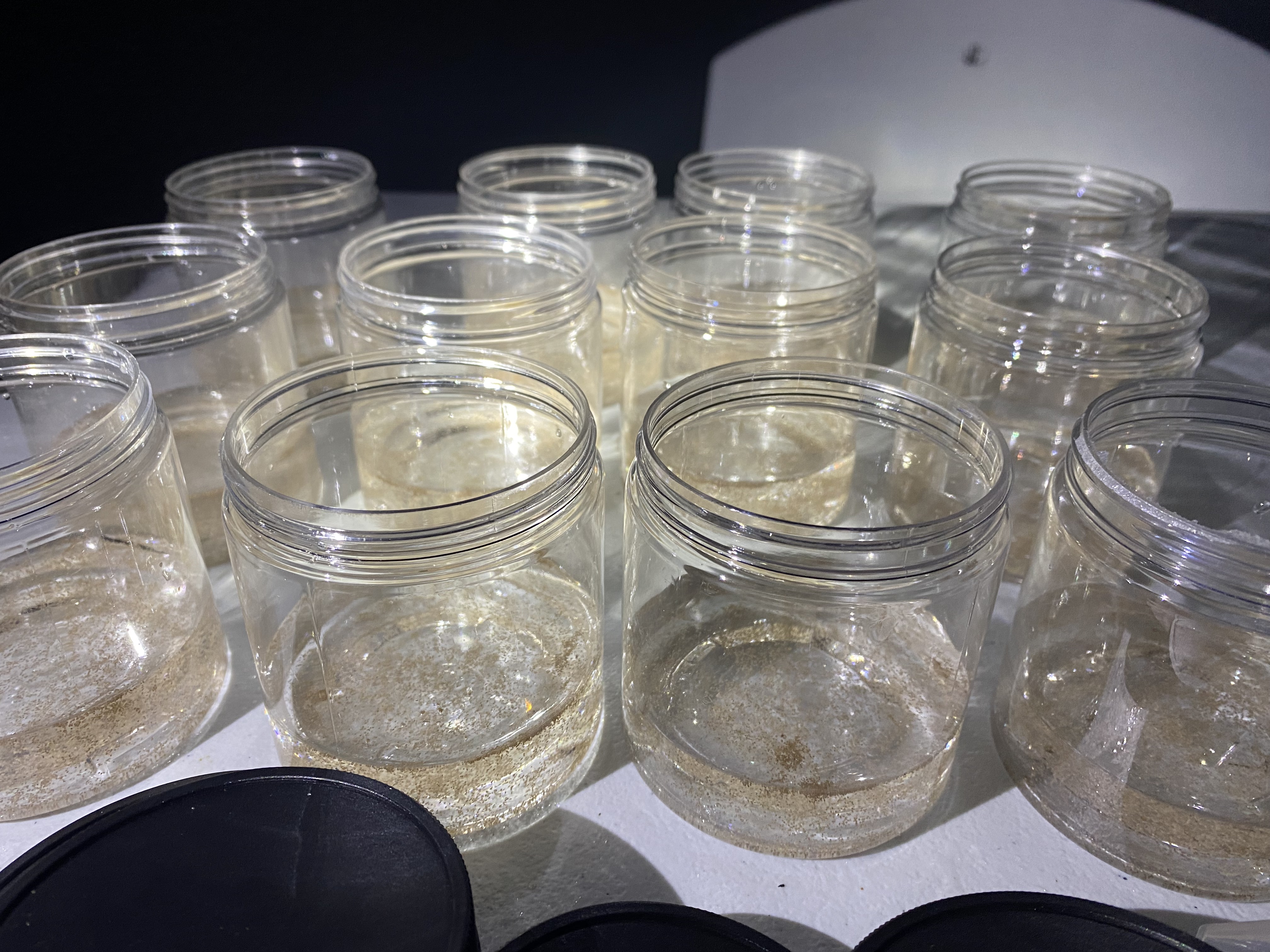 Larvae pooled in jars